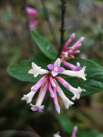 北江蕘花 北江蕘花