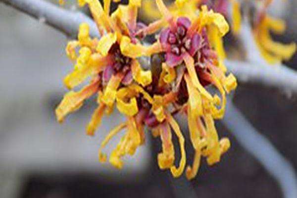 Hamamelis × intermedia \x27Orange Peel\x27 Hamamelis × intermedia \x27Orange Peel\x27