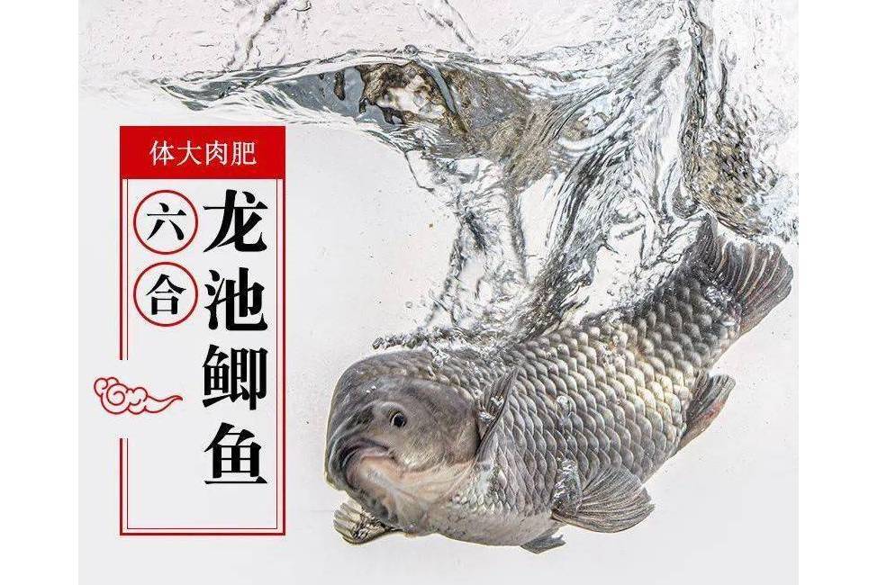 龍池鯽魚 龍池鯽魚