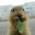 地鼠(帛鼠亞科動物)