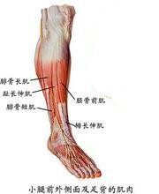 小腿前區肌肉