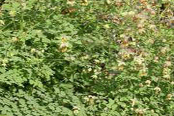 Thalictrum foetidum Thalictrum foetidum