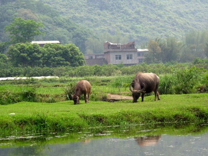 水牛壩村 水牛壩村