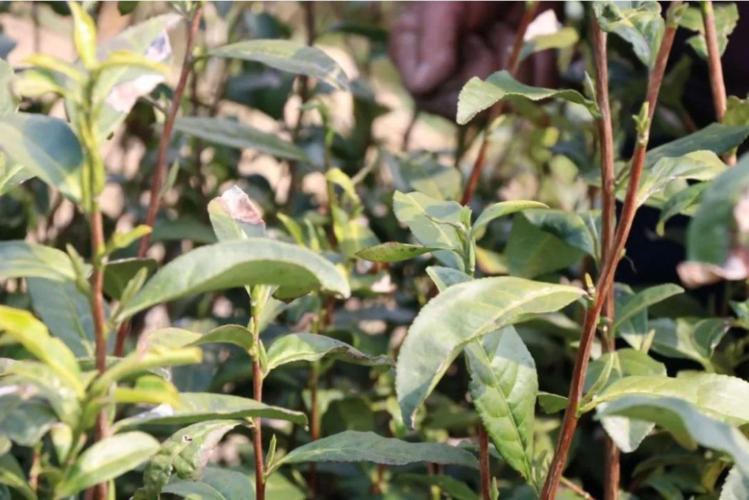 歌樂茶 歌樂茶