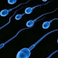 精子頂體酶 精子頂體酶