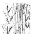 苞茅(植物名稱)