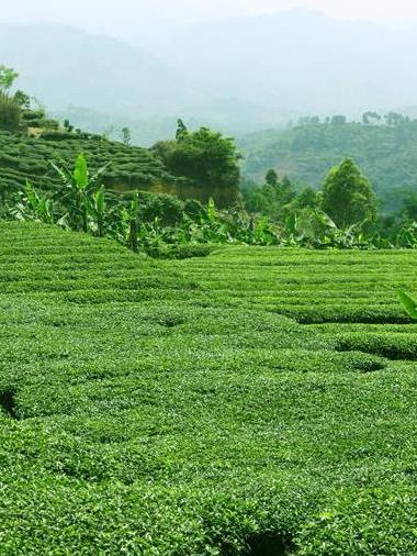 茶園山村(江西省資溪縣石峽鄉下轄行政村) 茶園山村(江西省資溪縣石峽鄉下轄行政村)