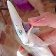 尖頭斜齒鯊