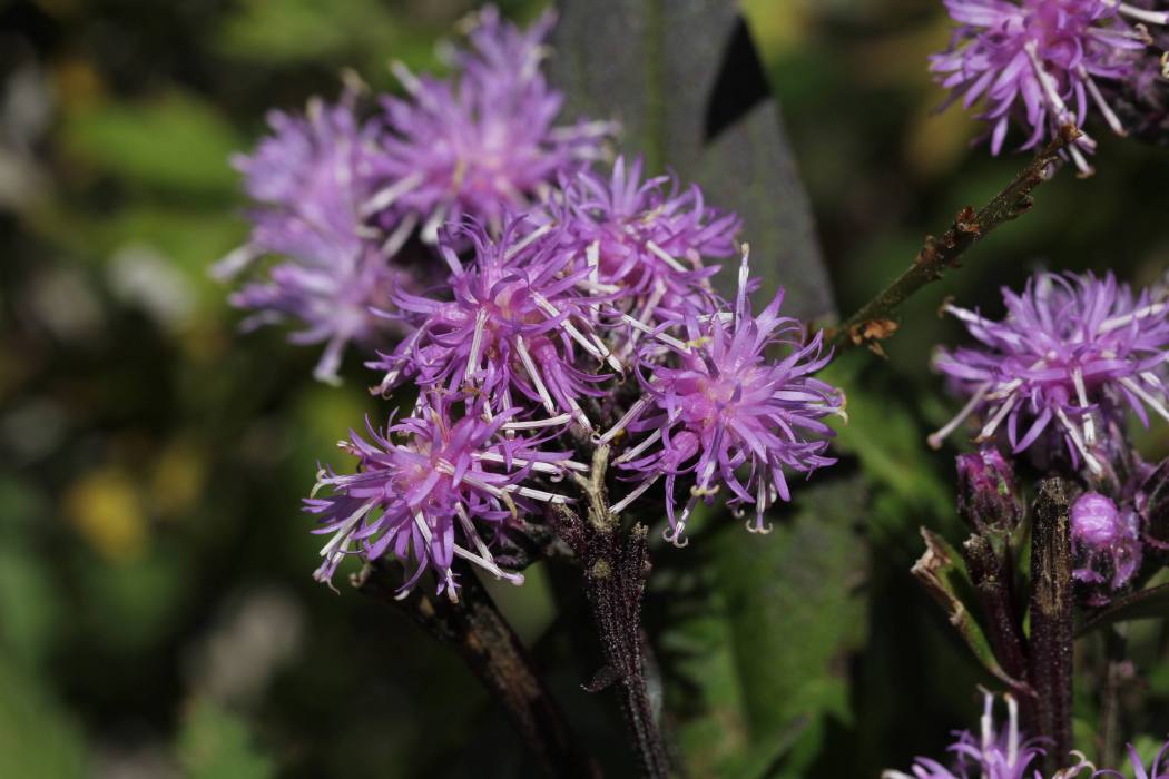 長毛風毛菊(菊科風毛菊屬植物) 長毛風毛菊(菊科風毛菊屬植物)