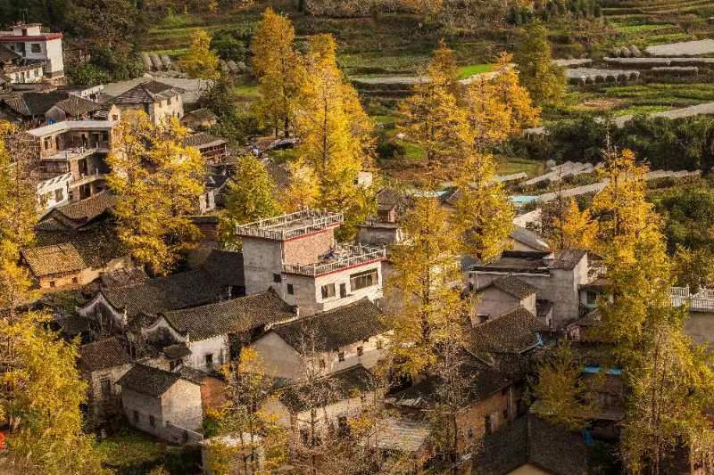 楊雀村 楊雀村