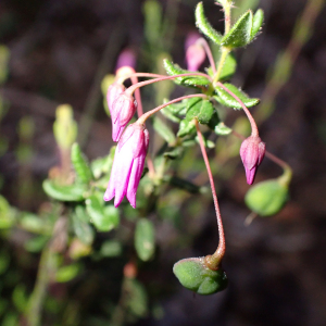 Tetratheca hirsuta