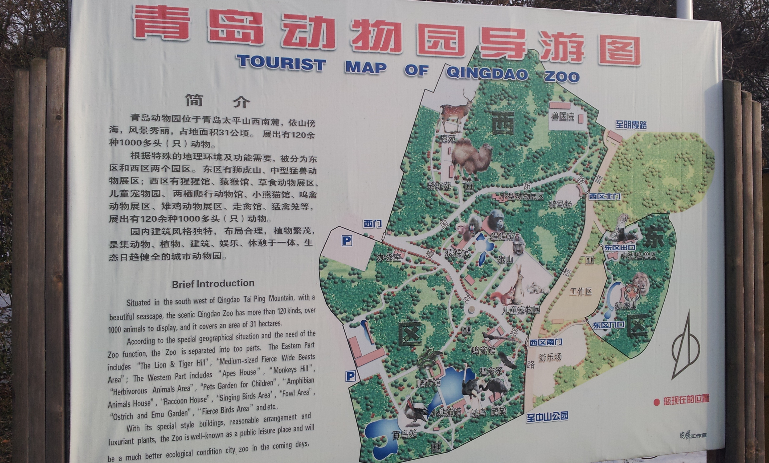 青島動物園遊覽圖（2008年起使用）
