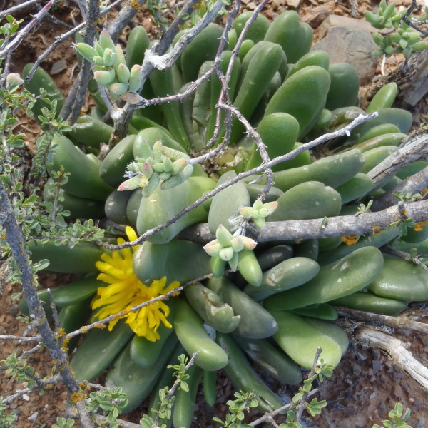 Glottiphyllum oligocarpum
