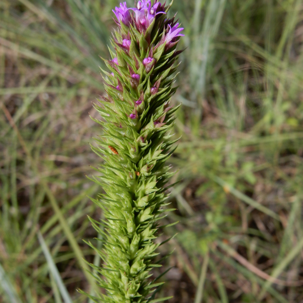 Liatris aestivalis