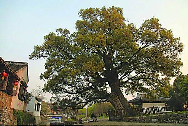 樟樹塆村 樟樹塆村