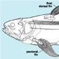 空棘魚科 空棘魚科