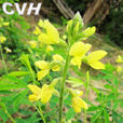 霍州油菜 霍州油菜