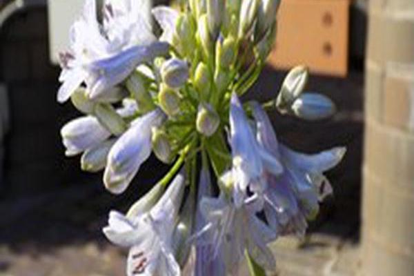 Agapanthus \x27Summer Skies\x27