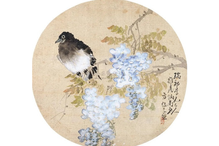 紫藤錦羽 紫藤錦羽