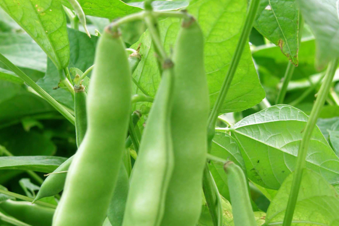 莆萊1號 莆萊1號