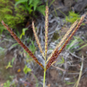 Eulalia aurea