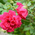 刺玫薔薇 刺玫薔薇