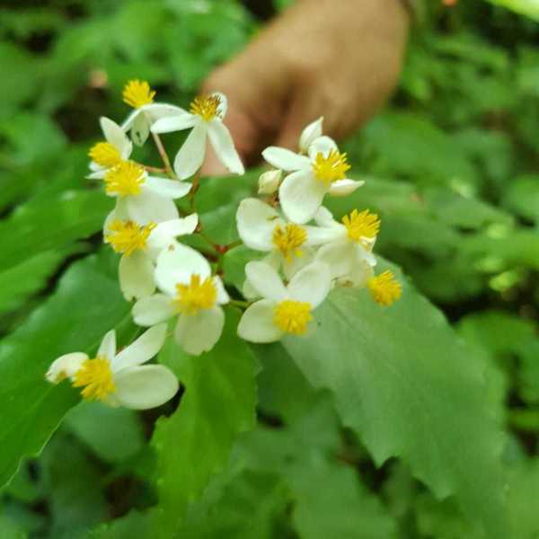 Begonia catharinensis