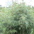 擺竹 擺竹