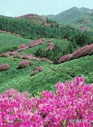 鄭寶石(鄭普碩)