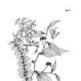 尖葉菝葜 尖葉菝葜