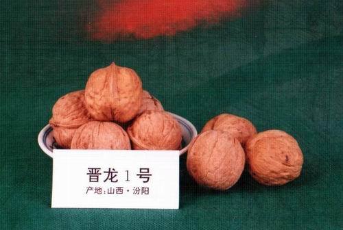 晉龍1號 晉龍1號