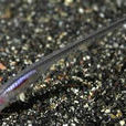 隱魚 隱魚