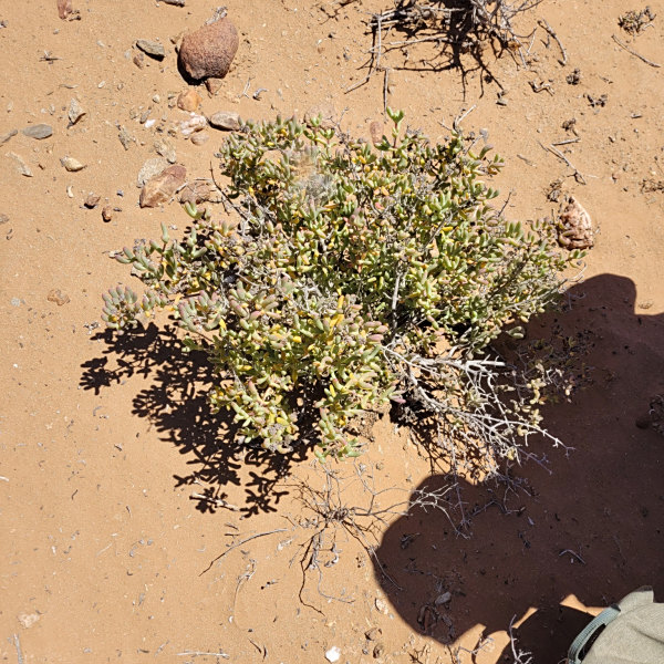 Ruschia namusmontana