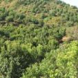 大營下村 大營下村