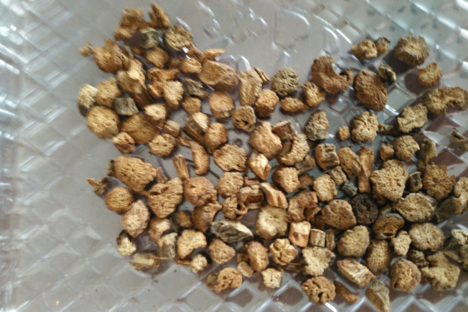靈芝三七 靈芝三七