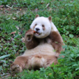 棕色大熊貓
