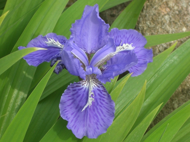 藍色鳶尾(鳶尾科植物)