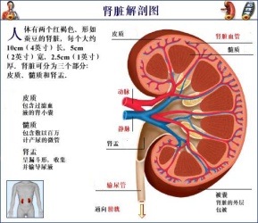 腎虛早泄