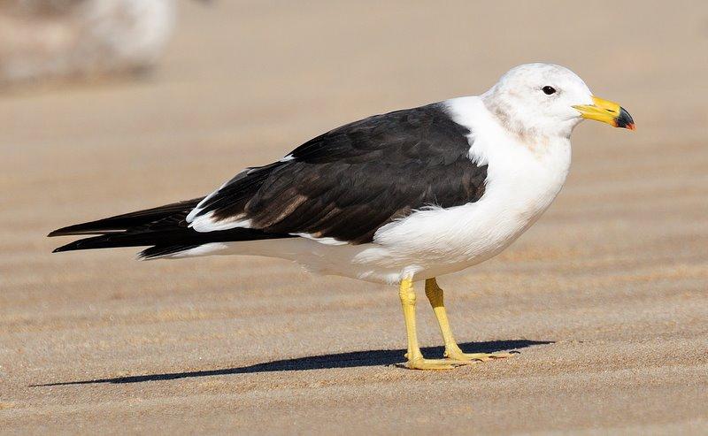 大西洋鷗（Larus atlanticus）