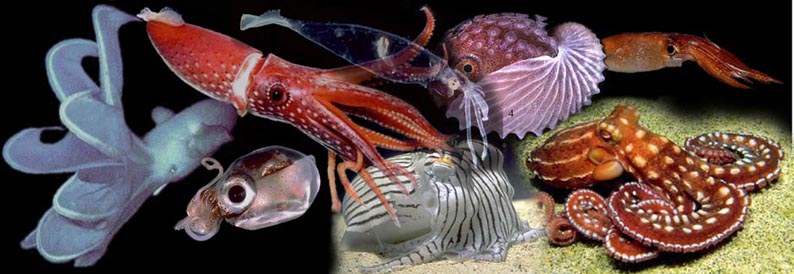 頭足綱(Cephalopoda)