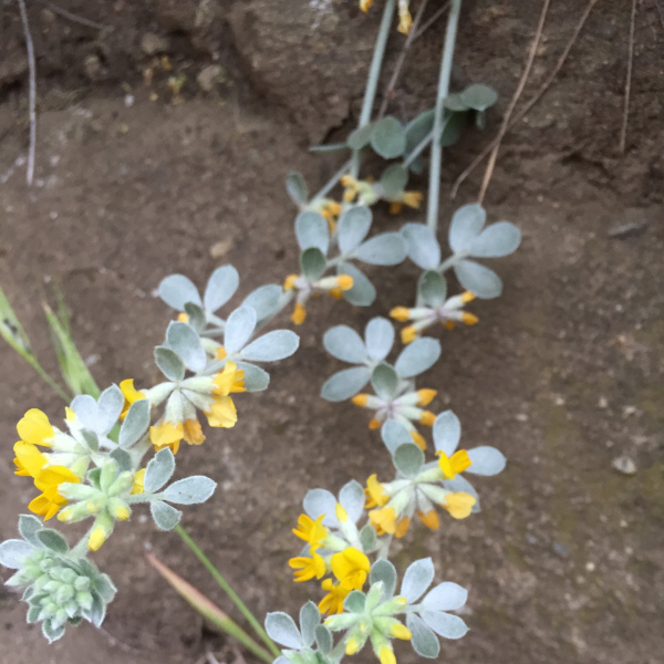 Acmispon argophyllus