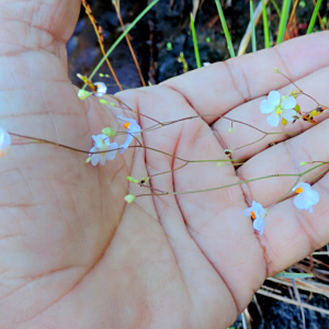 Utricularia biceps