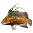 高體盔魚 高體盔魚