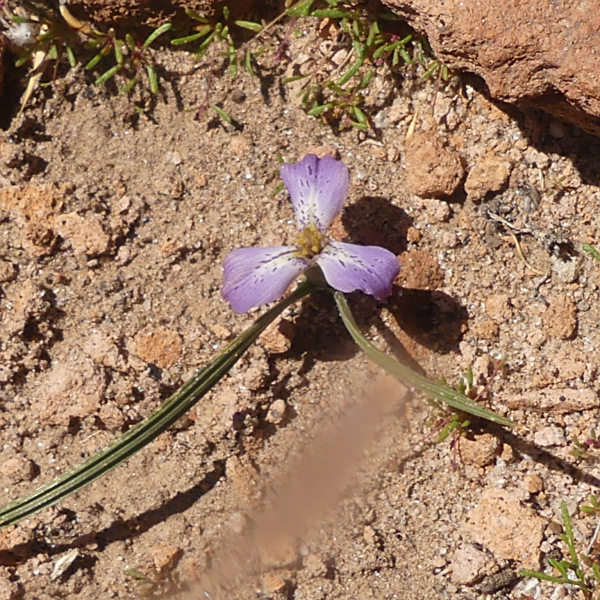Mastigostyla cabrerae
