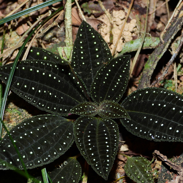 Macrocentrum latifolium