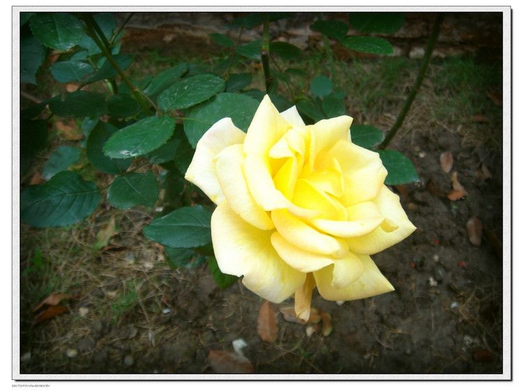 黃金剛(薔薇屬月季栽培品種) 黃金剛(薔薇屬月季栽培品種)