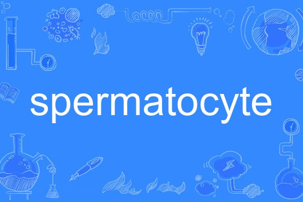 spermatocyte spermatocyte