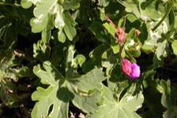 Geranium macrorrhizum \x27Variegatum\x27 Geranium macrorrhizum \x27Variegatum\x27