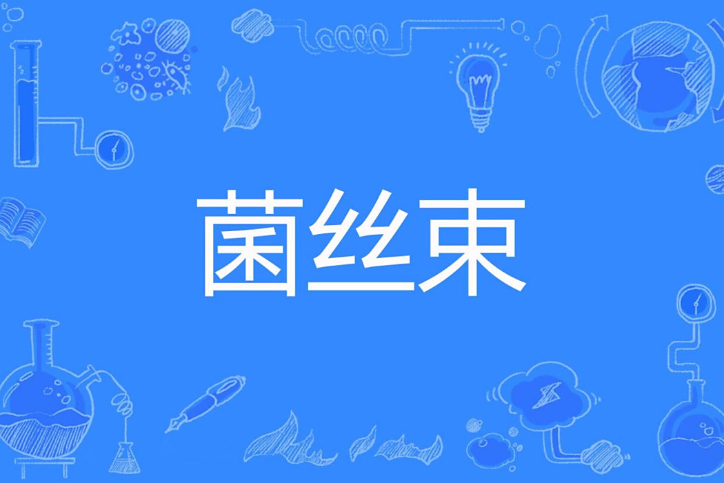 菌絲束 菌絲束