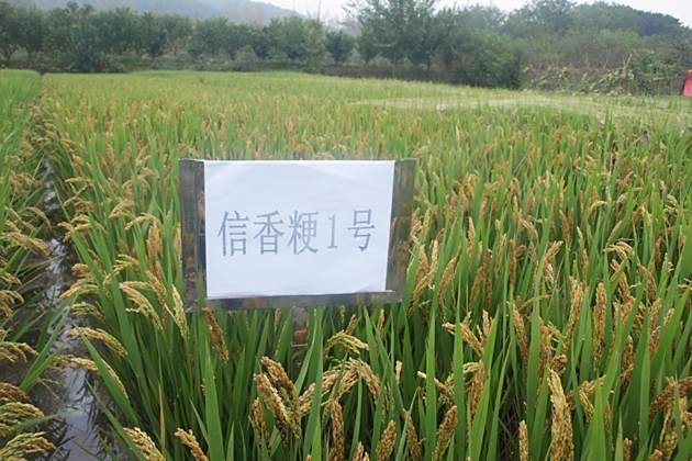 信粳1號